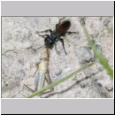 Tachysphex pompiliformis - Grabwespe w01g 8mm mit Nymphe eines Chorthippus albomarginatus - OS-Wallenhorst-Tongrube-Lehmwiese.jpg